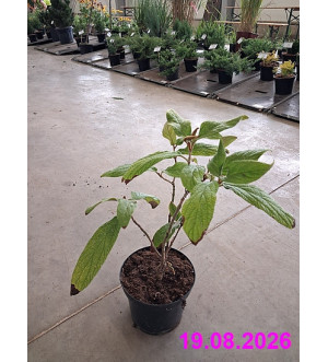 Viburnum rhytidophyllum C 2,5 L